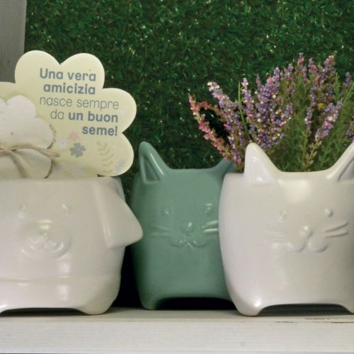 Gattino di colore verde con carta piantabile - 2 pz.