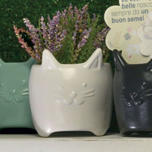 Gattino colore bianco con carta piantabile - 2 pz.